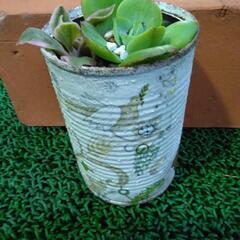 多肉植物寄せ植え☆リメイク缶付き