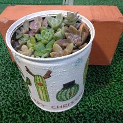 「新年特典値引き」多肉植物☺　寄せ植え♬リメイク缶付き