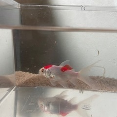 金魚1匹あげます