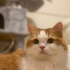 マンチカン双子ちゃん🐈