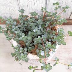 ピレア　観葉植物の画像