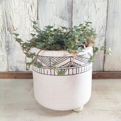 ピレア　観葉植物の画像