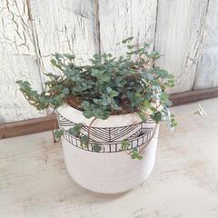 ピレア　観葉植物