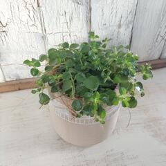 ピレア　観葉植物4の画像