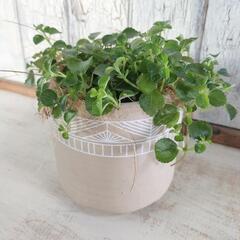 ピレア　観葉植物4の画像