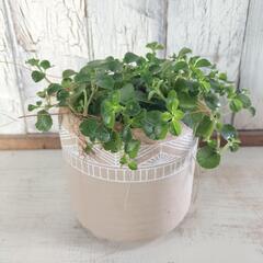 ピレア　観葉植物4