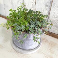 ピレア　観葉植物5の画像