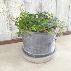 ピレア　観葉植物5の画像