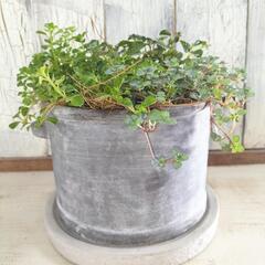 ピレア　観葉植物5の画像