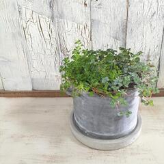 ピレア　観葉植物5