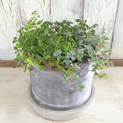 ピレア　観葉植物5の画像