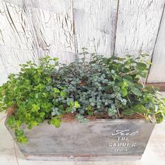 ピレア　観葉植物6の画像