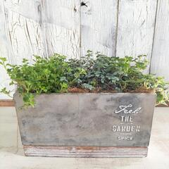 ピレア　観葉植物6