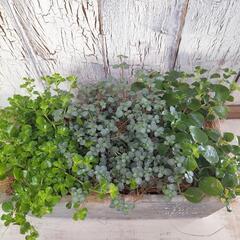 ピレア　観葉植物6の画像