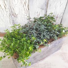 ピレア　観葉植物6の画像