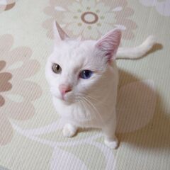 【里親決定】オッドアイの白猫（♂）