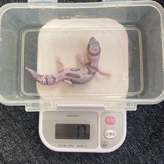 爬虫類、両生類好きな方お友達になりたいです！ - メンバー募集