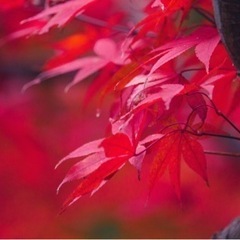findStagram  サークルメンバー募集