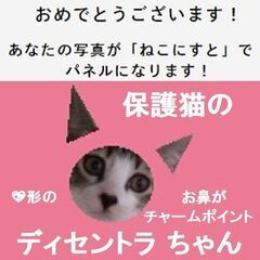 ねこにすと５５　ＥＸＰＯ - 台東区