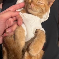 茶トラの兄弟