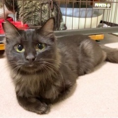 多頭飼育崩壊現場の猫たちレスキュー✴︎譲渡費用なし✴︎完全室内飼...