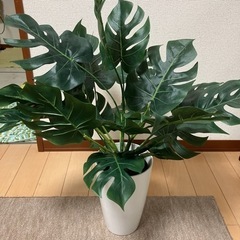 光触媒 人工観葉植物 モンステラモンステラ 。