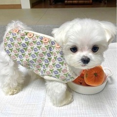 犬用品　ドッグウェア　犬の服