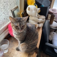 メス　4歳未満　去勢済み　里親募集中✨