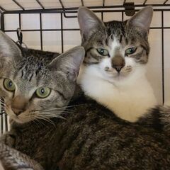ツンデレタイプ♡綺麗なキジトラのあまねちゃん - 木更津市