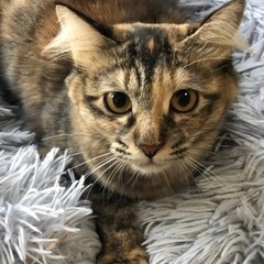 サラちゃん長毛