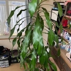 ドラセナ(幸福の木)