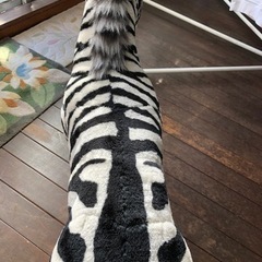 【片付け中】シマウマの置き物？ぬいぐるみ？の画像