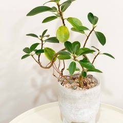 観葉植物 鉢植え付き フランスゴムの木