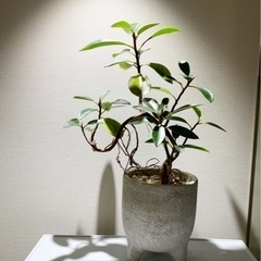 観葉植物 鉢植え付き フランスゴムの木の画像