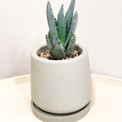 観葉植物 多肉植物 アロエ ペグレラエ 鉢植え付き