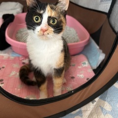 少し臆病な3ヵ月の三毛猫