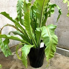 アスプレニウム　70cm 7号プリカーツムユニコーン