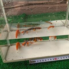 錦鯉 4匹セット 約10cm Bセット