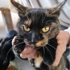 子猫の5兄妹(サビ3匹)