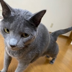 元気な甘えんぼ ロシアンブルー - 猫