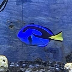 海水魚 1