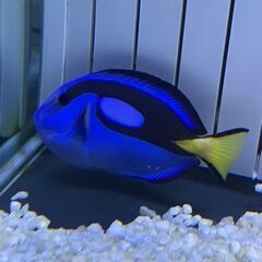 海水魚 2