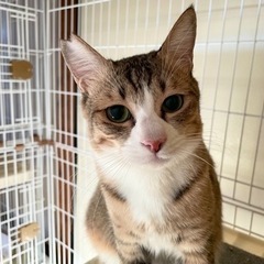 多頭飼育崩壊現場の猫たちレスキュー✴︎譲渡費用なし✴︎完全室内飼...