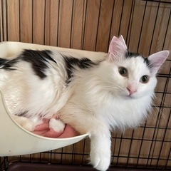 多頭飼育崩壊現場の猫たちレスキュー✴︎譲渡費用なし✴︎完全室内飼...