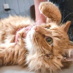 遊びたがりのおっとり甘えん坊！　ライム君　2歳になったばかりの長...