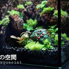 ジブリウム  王蟲  テラリウム  パルダリウム コケリウムの画像