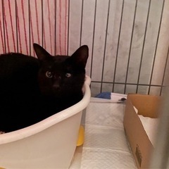 仲良しご夫婦宅に決まりました！2歳🐈‍⬛募集します🙏