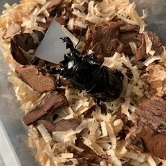 タランドゥスオオツヤクワガタ　オス　即ブリ