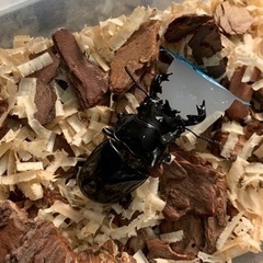 タランドゥスオオツヤクワガタ　オス　即ブリの画像