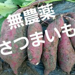 無農薬  4種のさつまいもセット 3.7kg